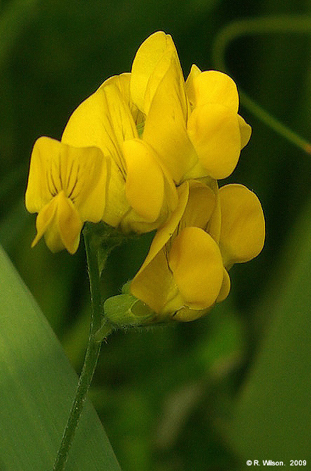Meadow Vetchling detail